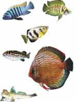 Экзотические аквариумные рыбы Иллюстрированная энциклопендия О Э Рыбаков том 2