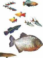 Экзотические аквариумные рыбы Иллюстрированная энциклопендия О Э Рыбаков том 1